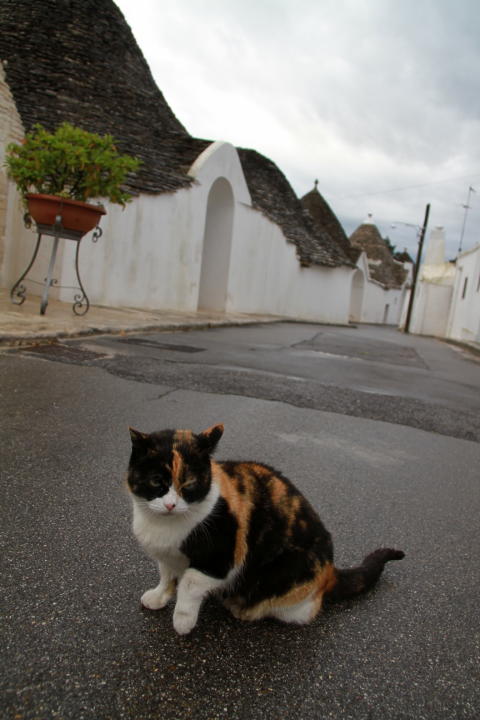 ȂL